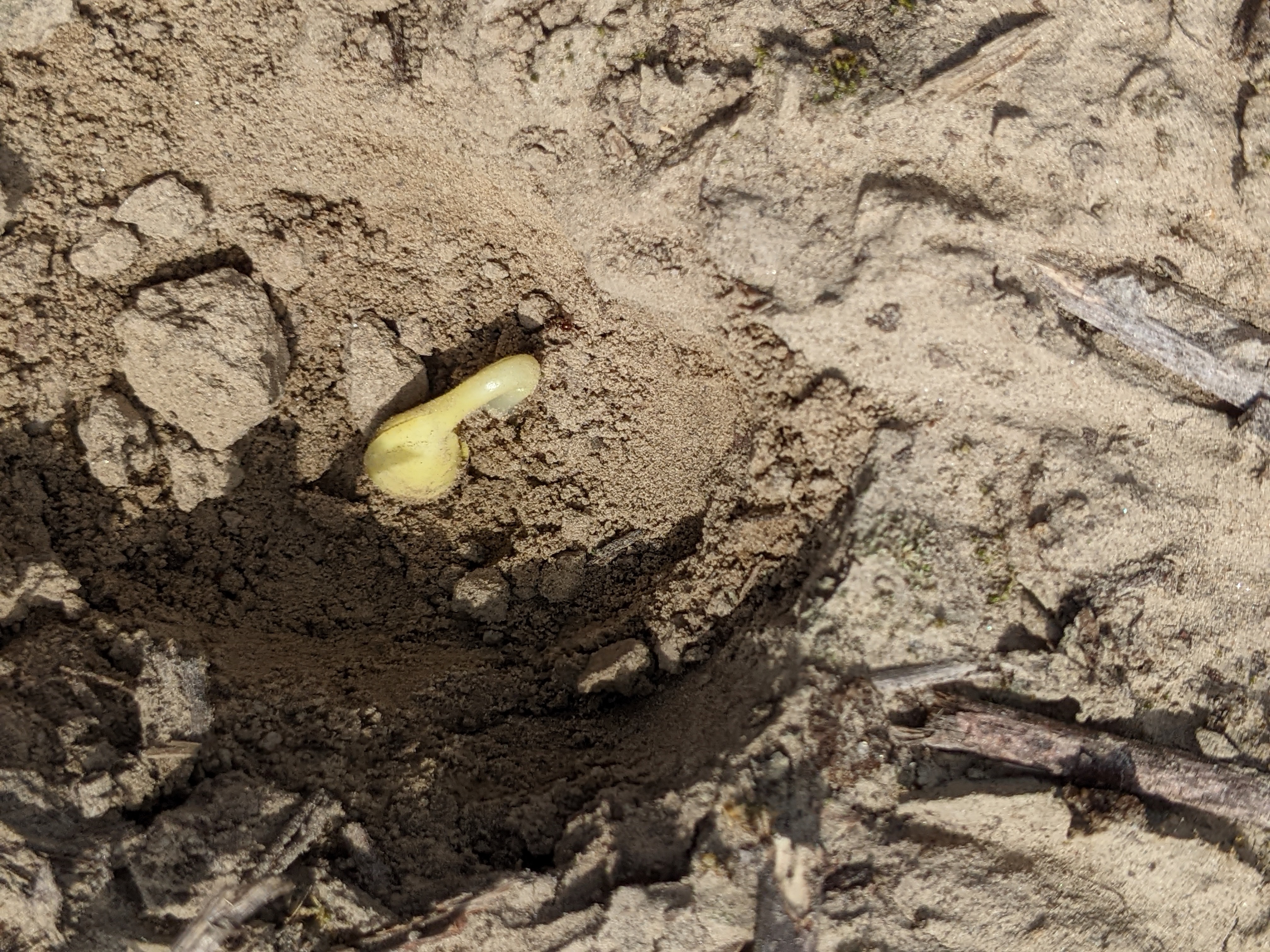 Evaluating Soybean Planting Dates in Louisiana 